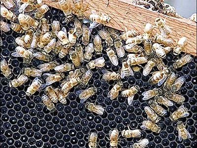 Mật ong có thể trở thành một liệu pháp mới, đơn giản và hữu hiệu trong điều trị vết thương.